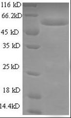 fimh antibody cusabio